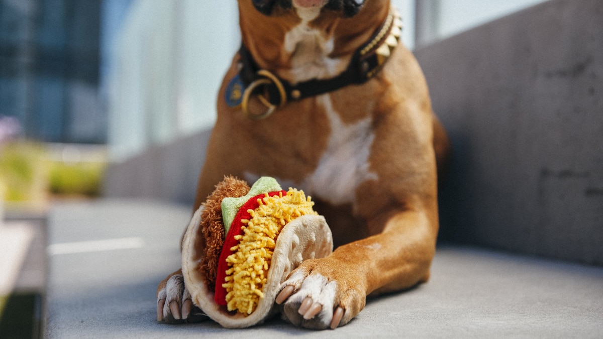 A dog playing with his taco dog toy