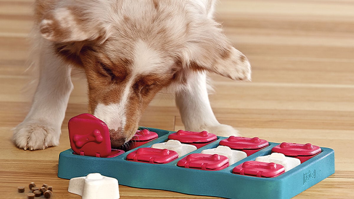 A dog enjoying his treats from his treat puzzle toy
