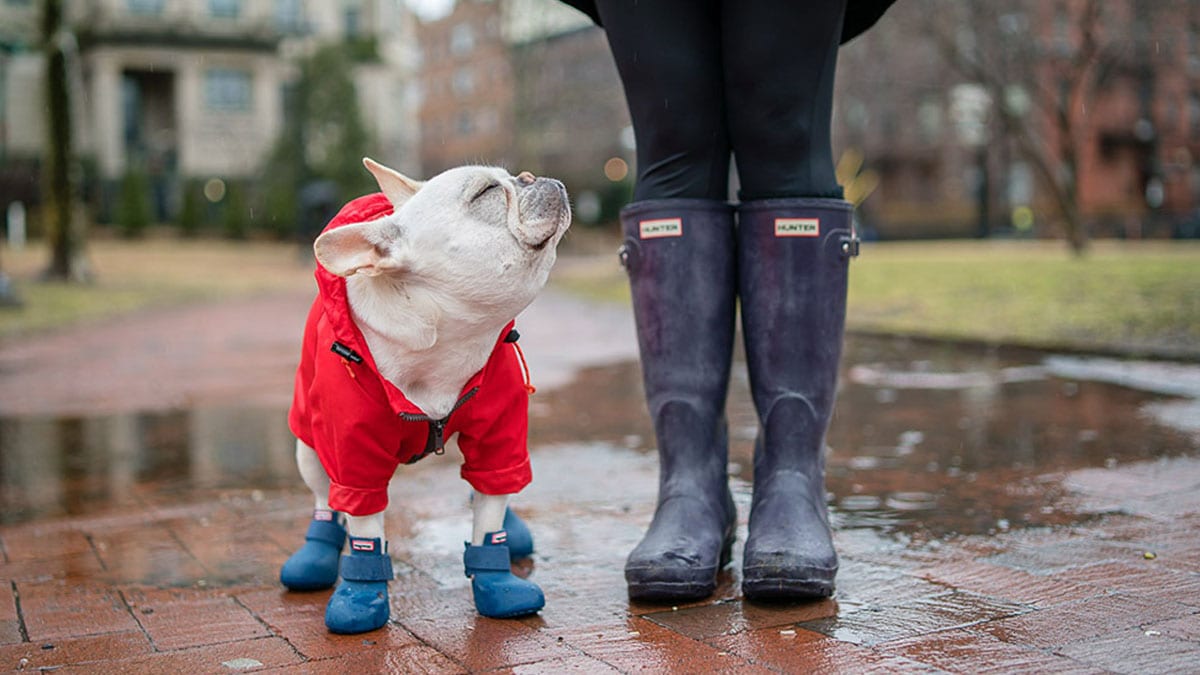A pug in a blue pair of wag wellies and a red raincoat enjoying his evening stroll