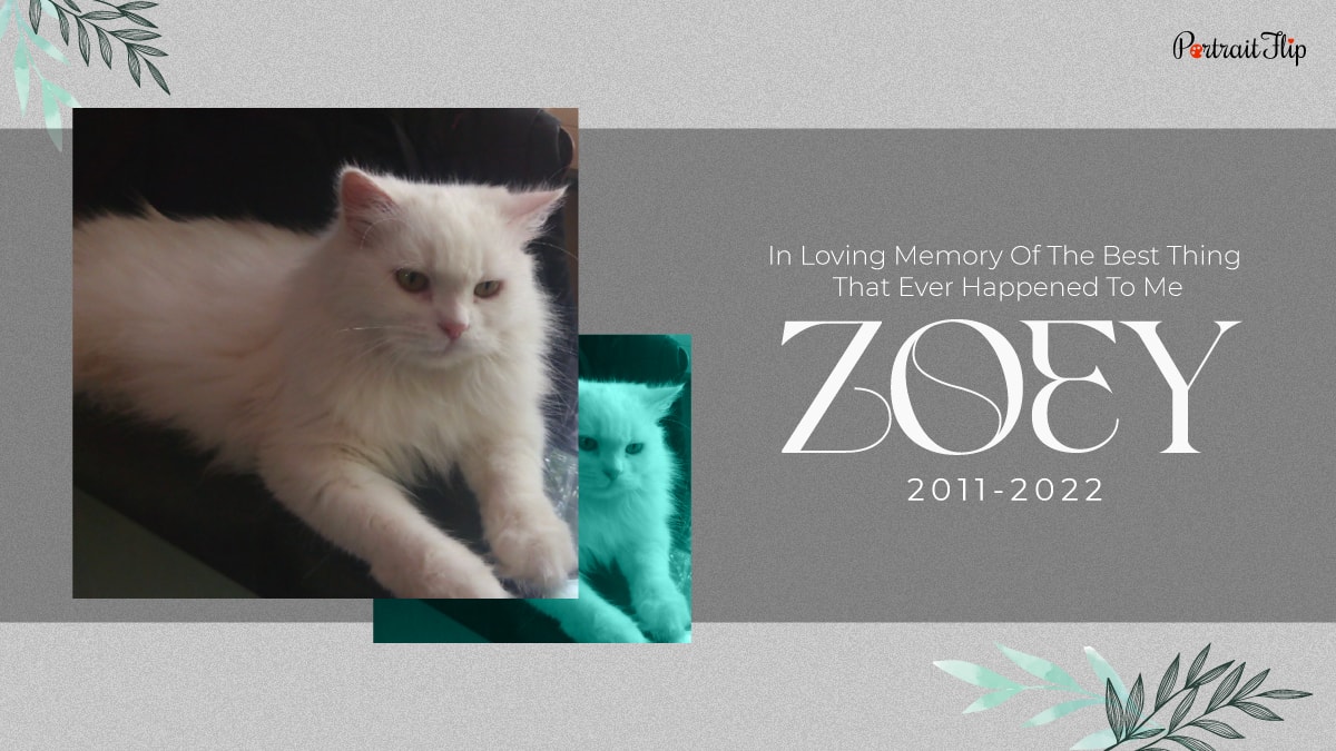 an image of Zoey, a doll faced persian cat shown to show that this article was dedicated to her, with the words in loving memory of the best thing that ever happened to me Zoey 2011-2022 written on it