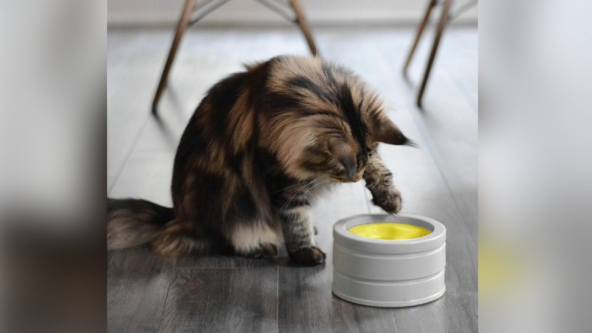 a cat pawing the breed intellicat feeder.