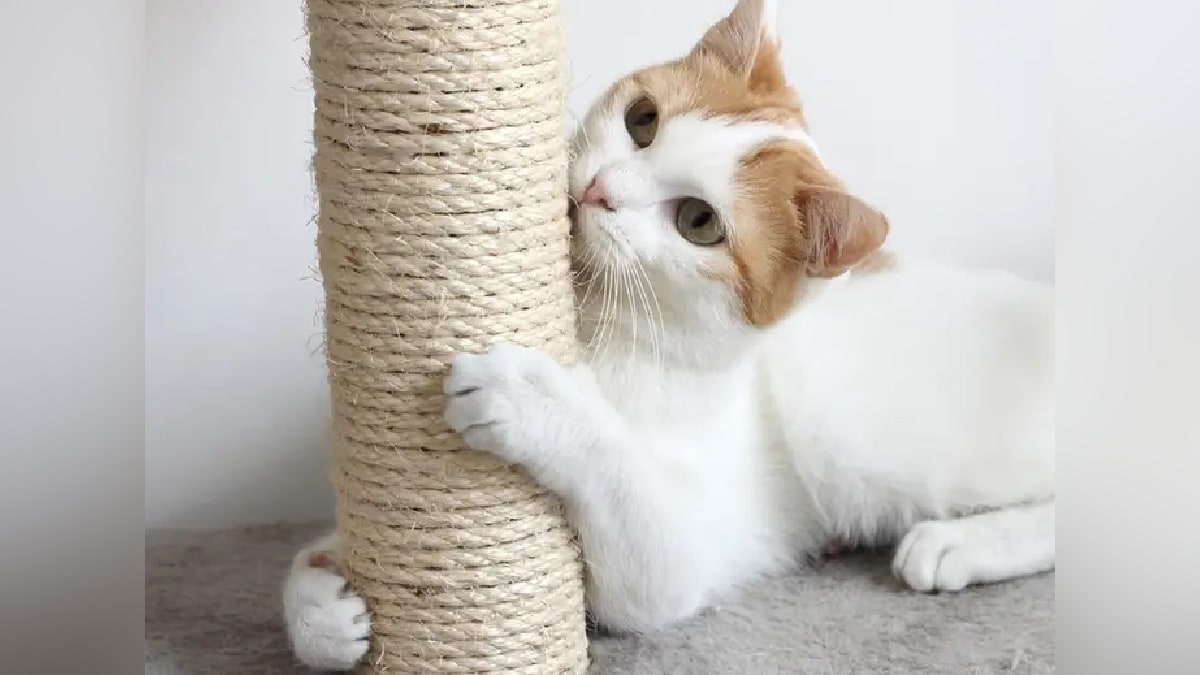 cat scratching a post 