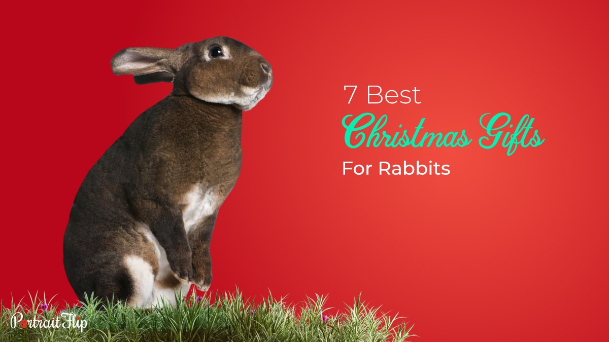 Christmas Gifts For Rabbits