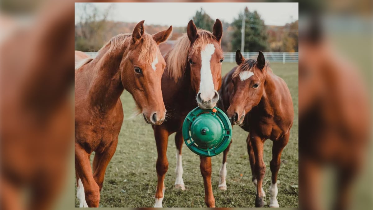 three horses nuzzling and playing with a KONG Equine Hanging Set