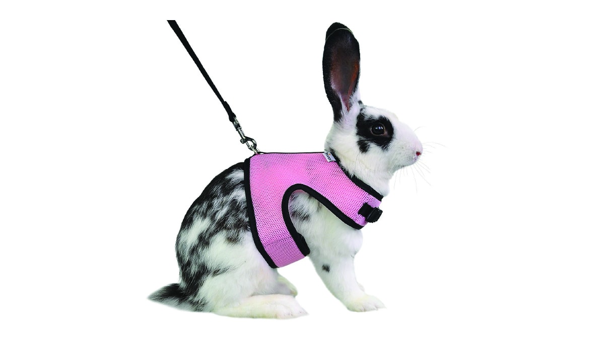 a rabbit with an adjustable soft harness