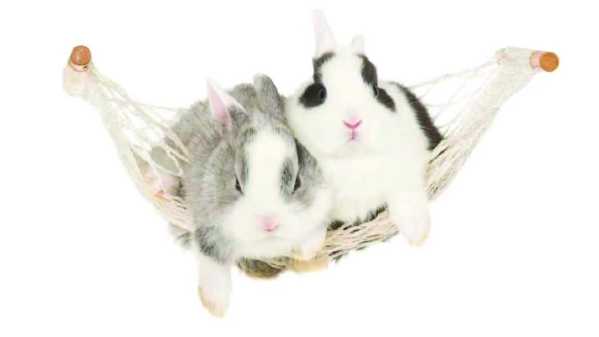 two rabbits swinging in a hammock