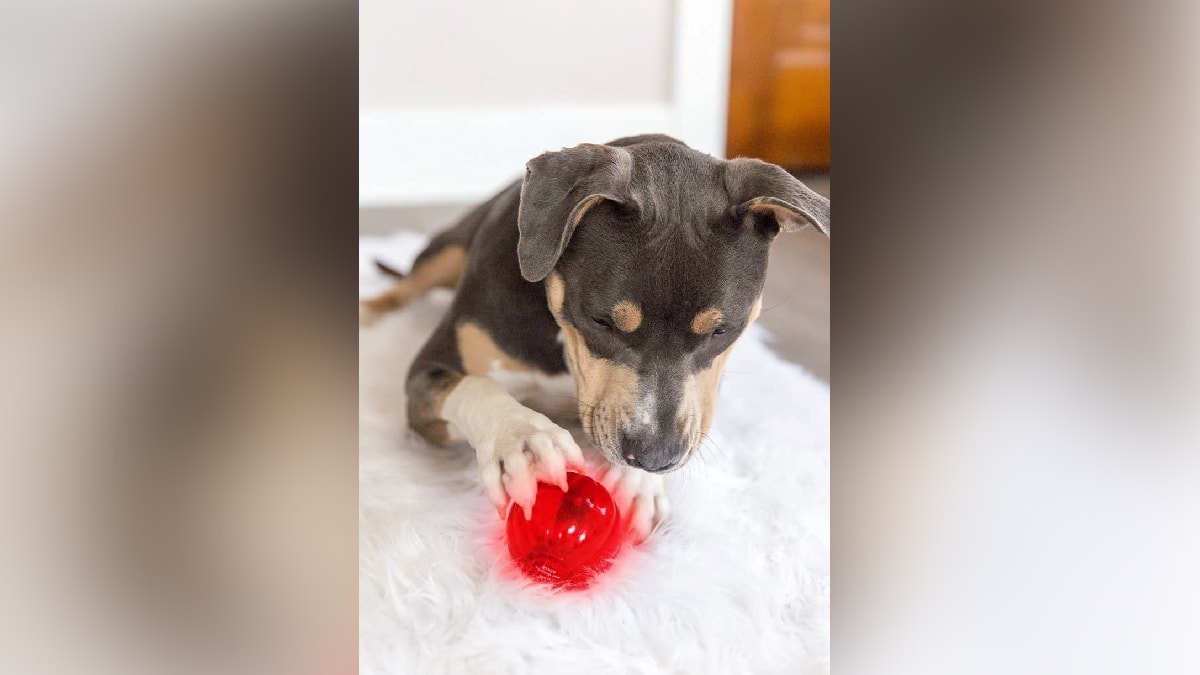 a puppy playing with a red ball