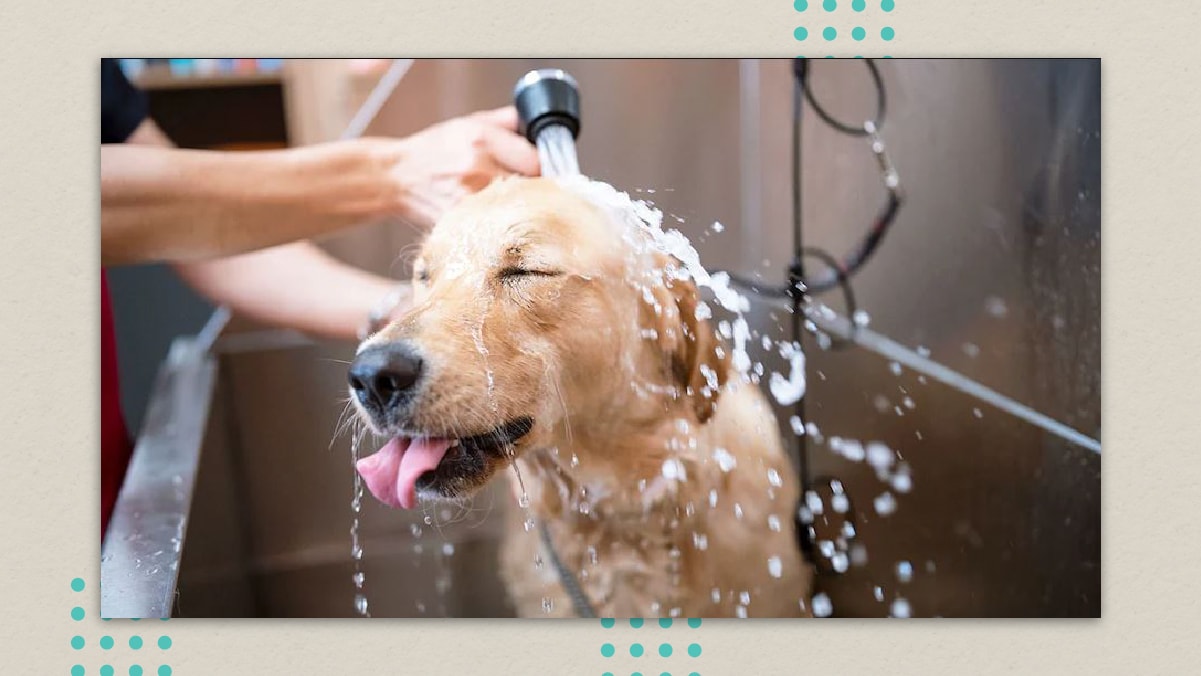 a dog is being showered by its owner