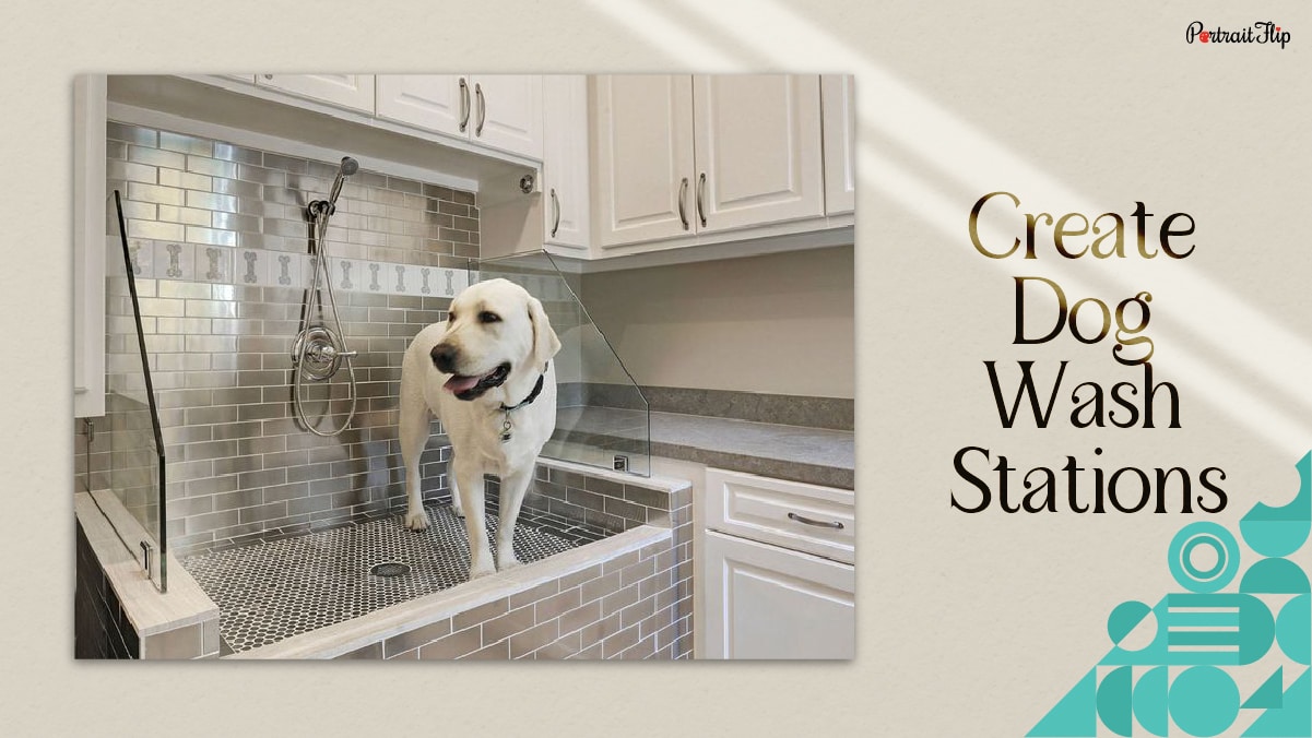 a Labrador on the kitchen platform