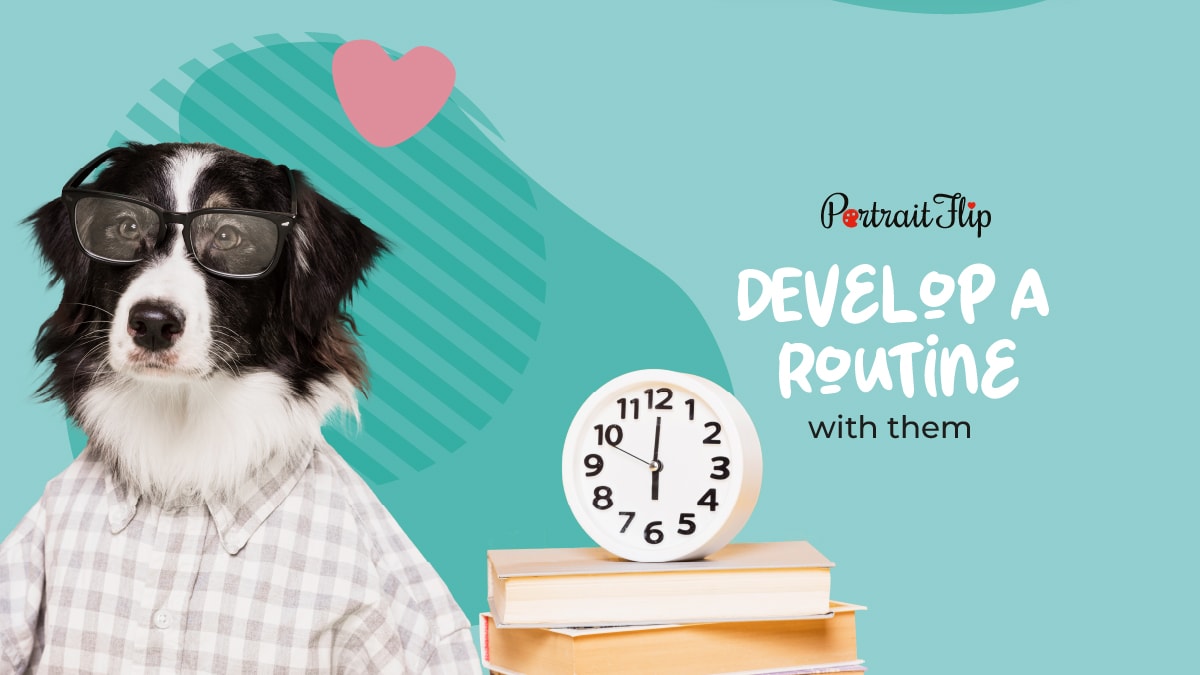 Develop a rotine with your pet