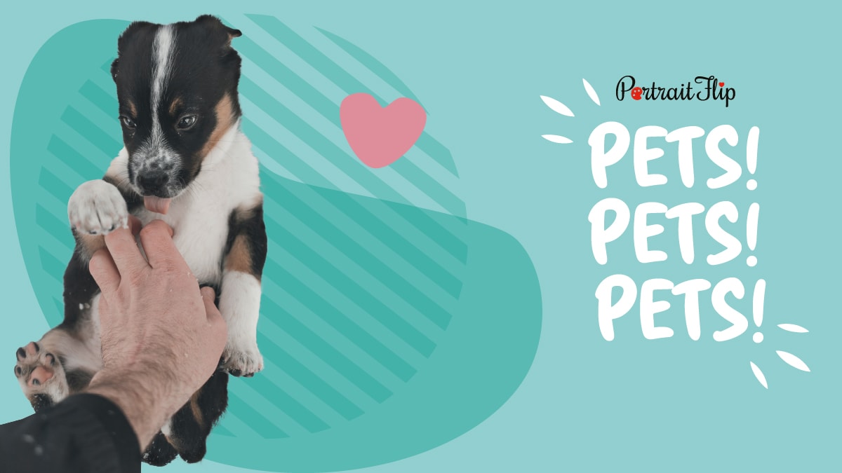 Petting is a way of showing your pet love. 
