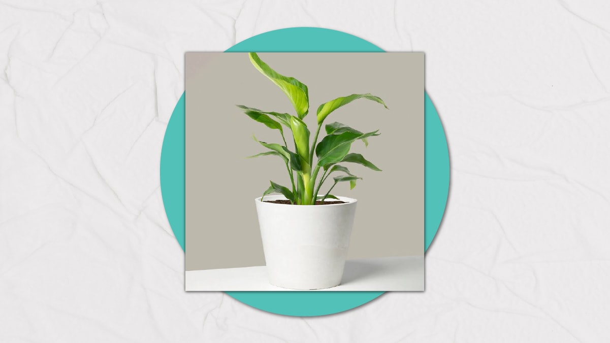 a small plant in a white pot