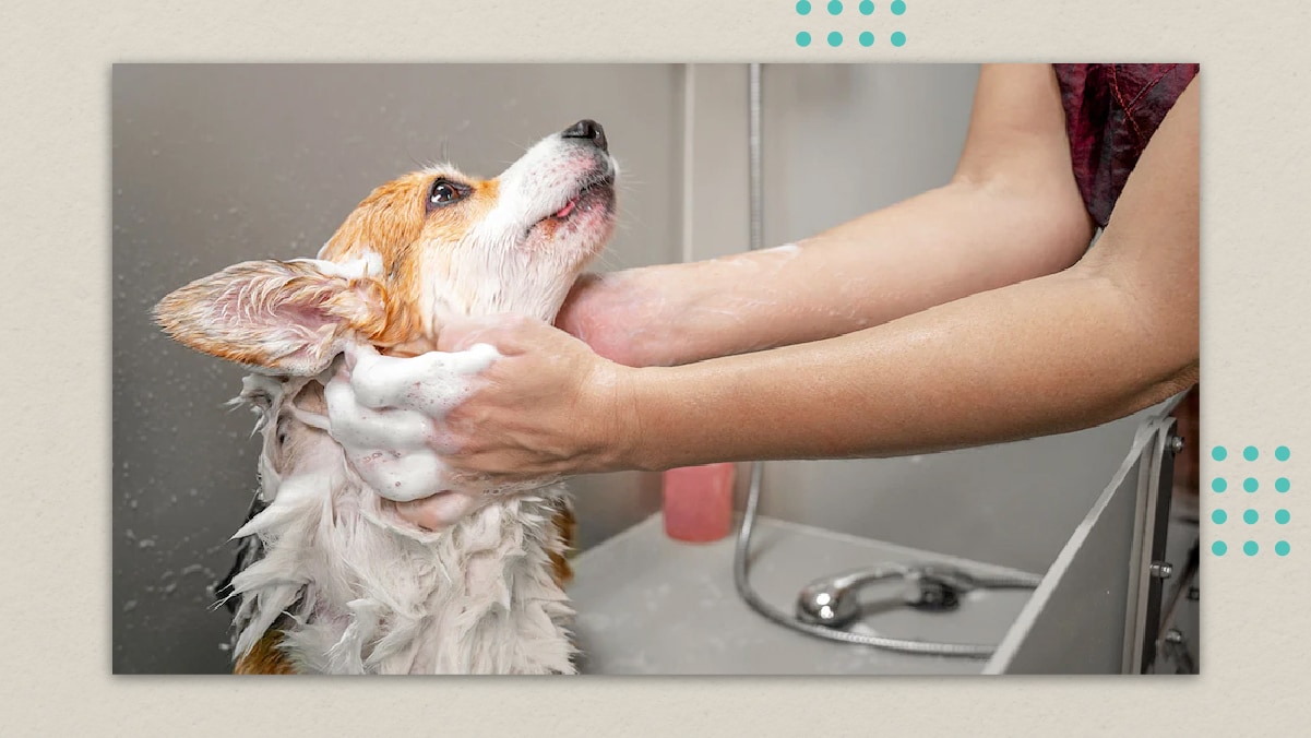 a dog with its neck fully covered by foam