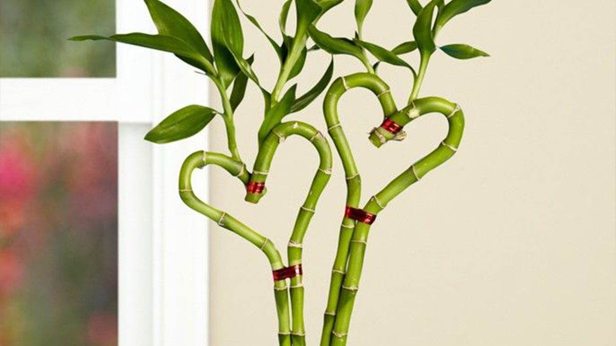 Heart shape bamboo plant for valentine's day gift