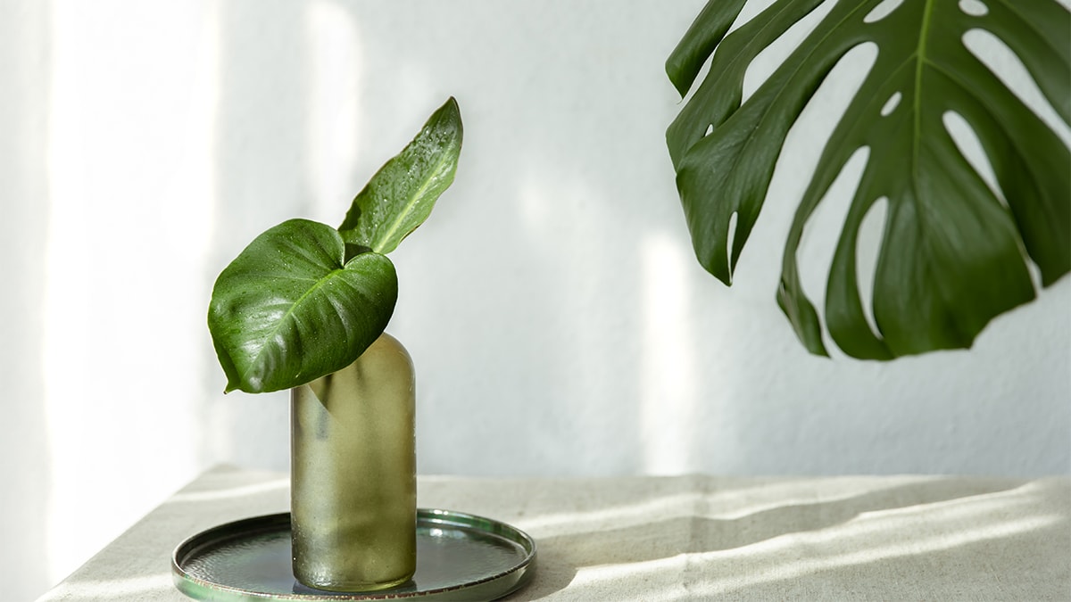A Sill Monstera Deliciosa plant both in bottle and behind