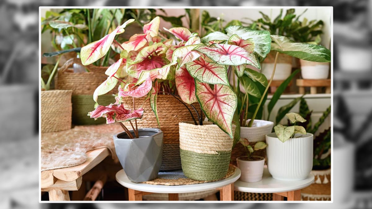 Picture of  Heart of Jesus Caladium plant set on round table