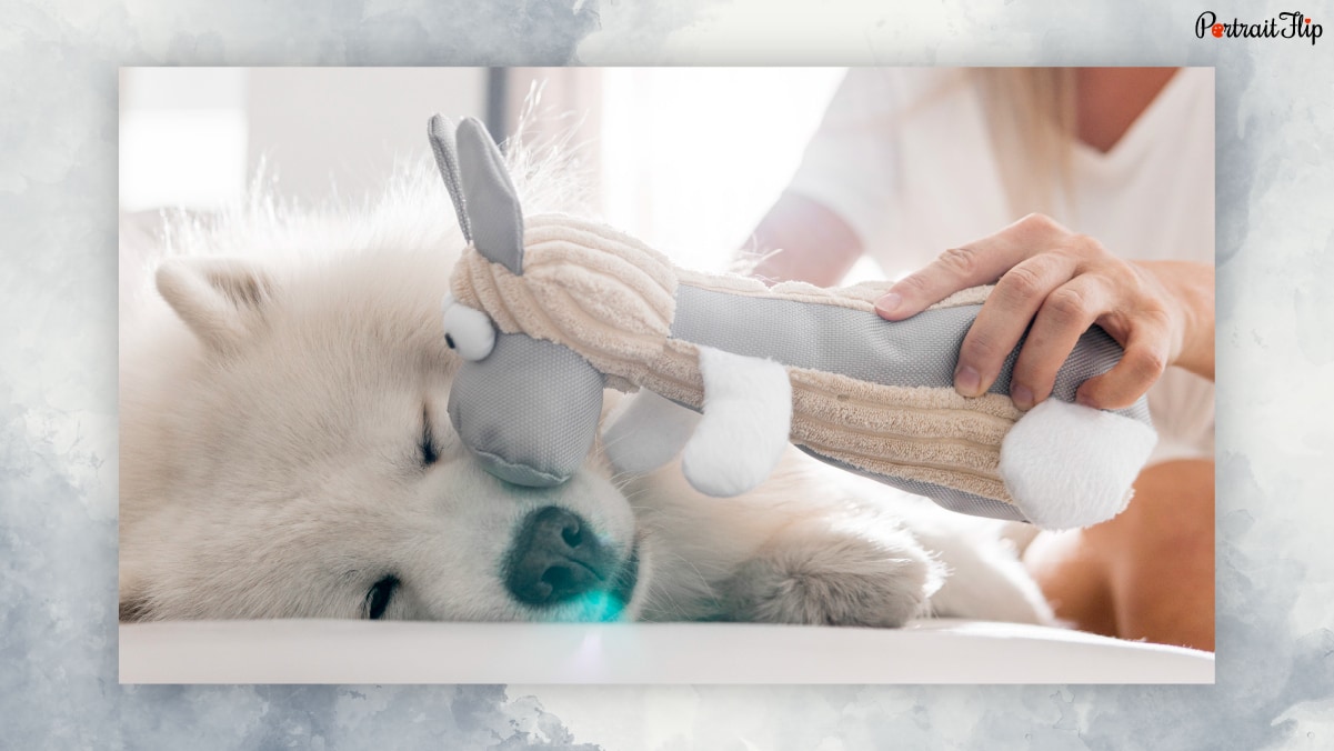 A sleeping dog where a person is pampering him with his toy