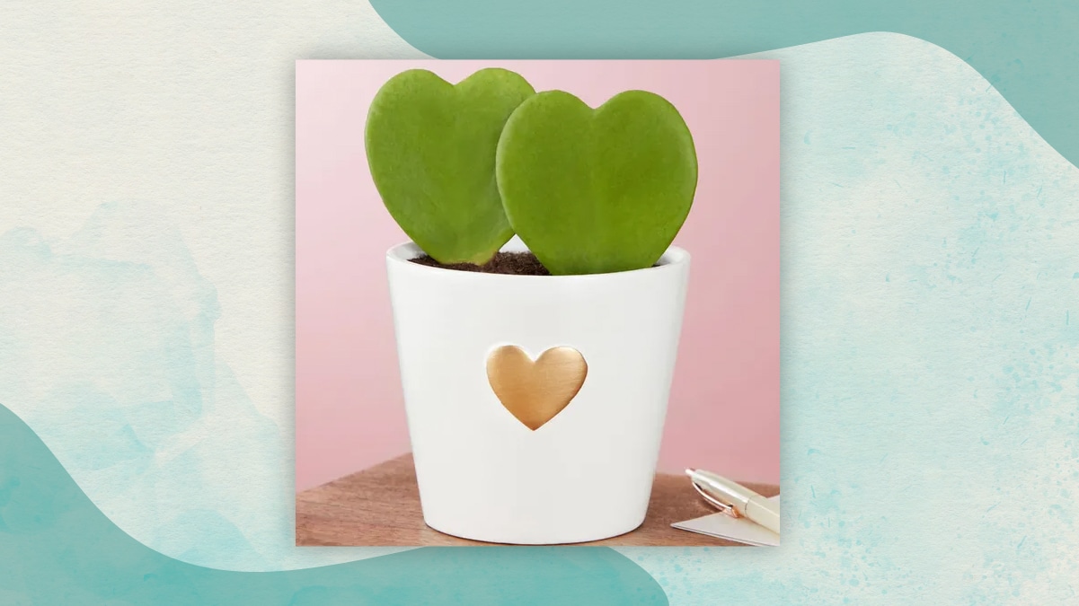Two heart shaped green colored plants in a white flower pot with a golden heart on it's center in a pink background with a pen kept beside as gifts for long distance relationships. 