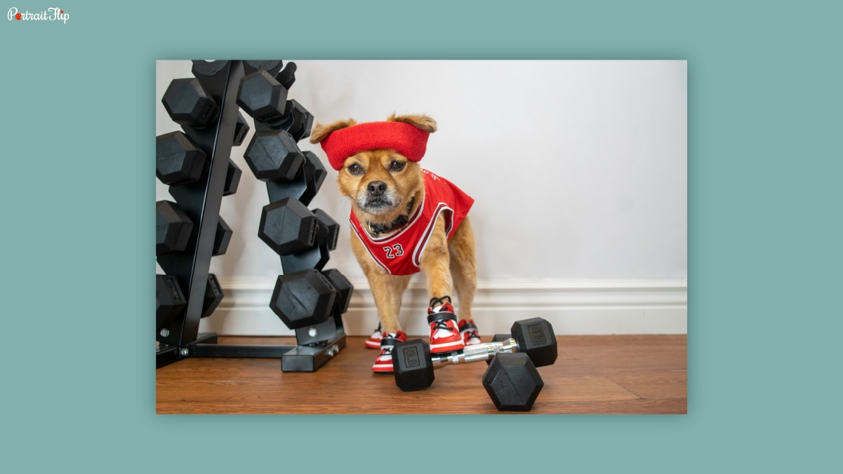 A dog standing on a dumbell with a pile of dumbell in a rack behind it. 