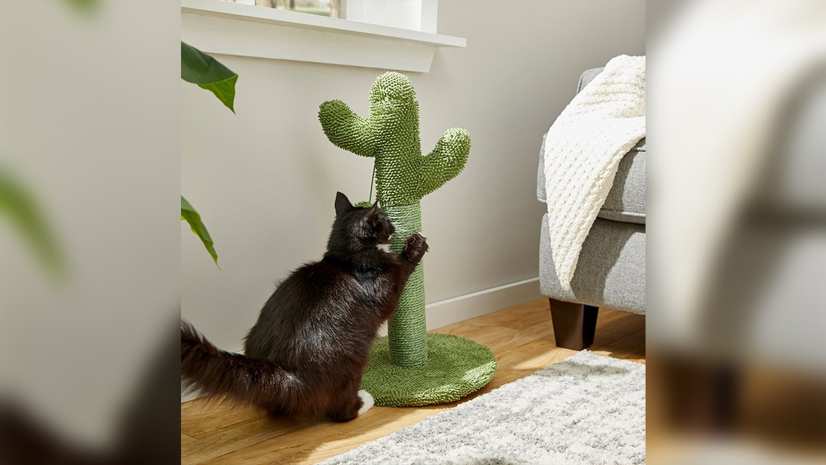 A black colored cat scratching a cactus with its paws in a room. 