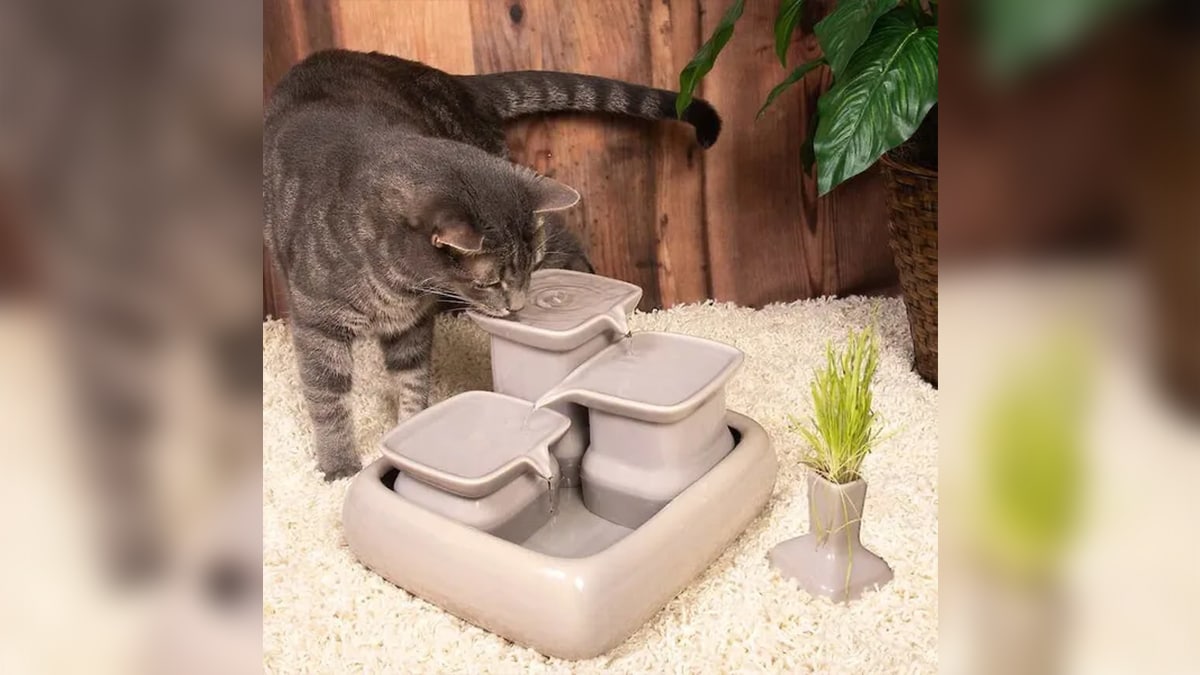 A cat drinking water from a pet water fountain. 