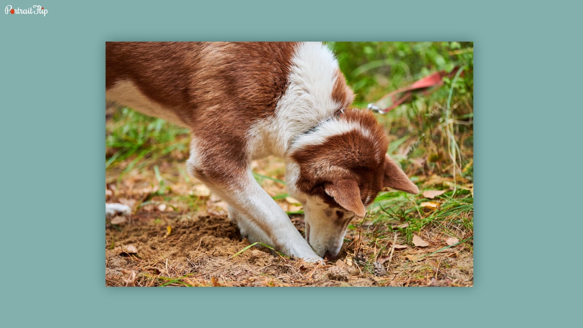 A dog digging on a soil lawn with its head down with both its paws. 