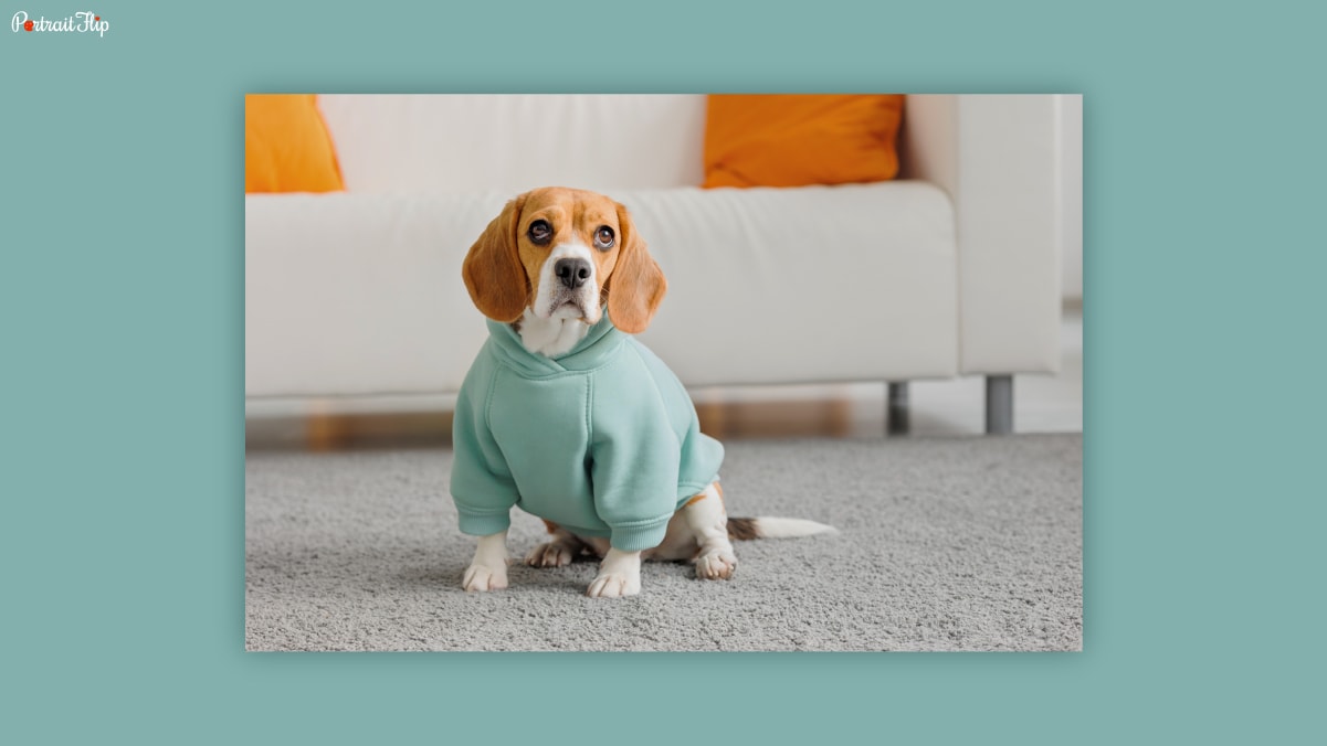 A beagle sitting on a gray carpet wearing a light blue jacket as dog birthday gifts. 