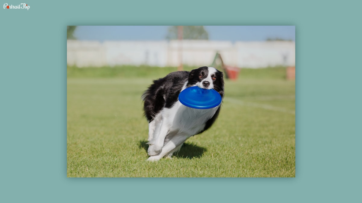 A black and white colored dog running on grass with a blue colored frisbee in it's mouth.