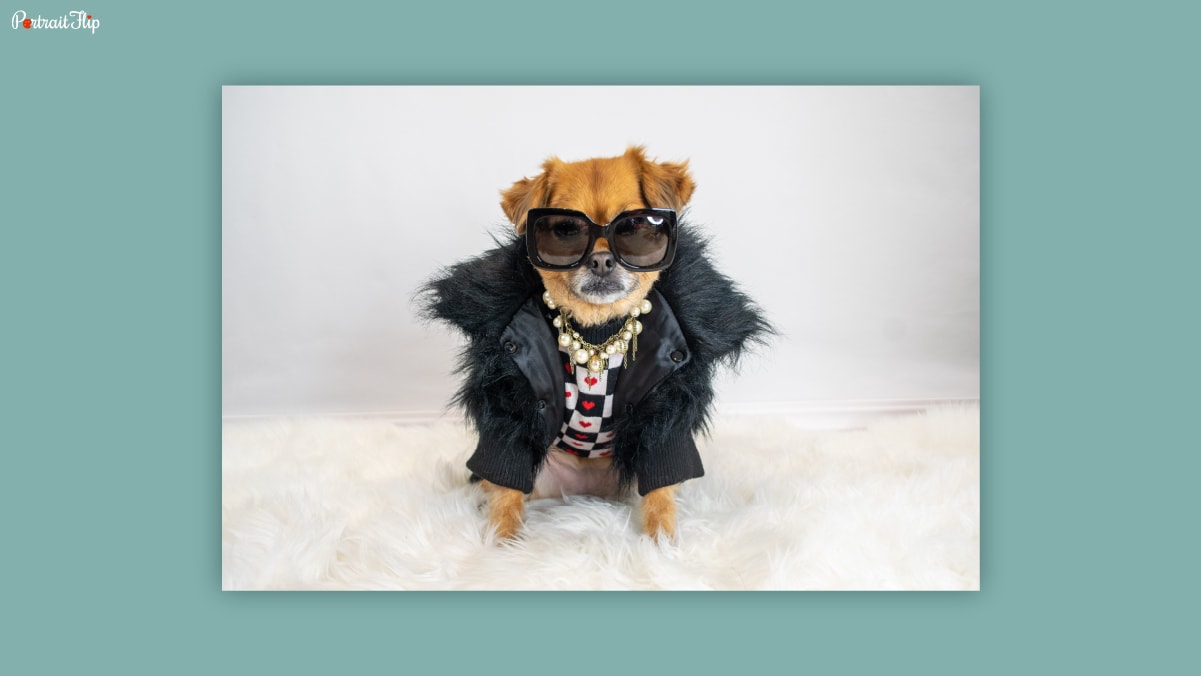 A dog wearing a black fur jacket, black goggles, a pearl necklace and a white and black check t-shirt sitting on white fur. 