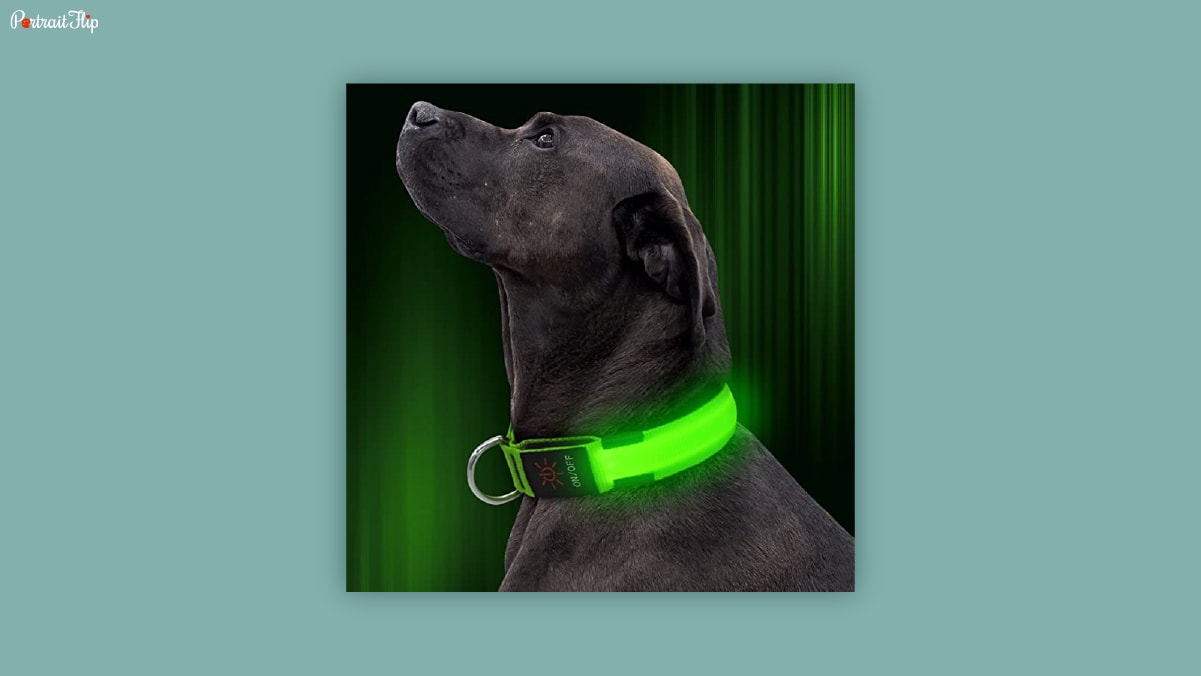 A black dog wearing a glowing green colored collar looking upwards.