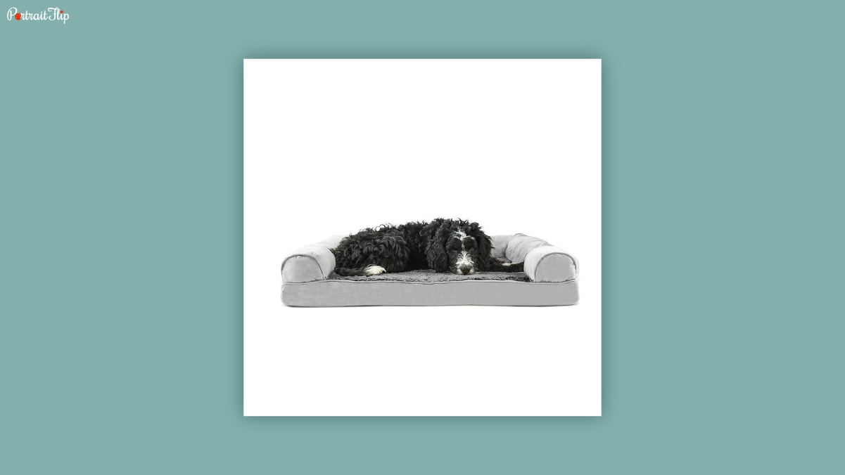 A dog resting on a grey sofa in a white background. 