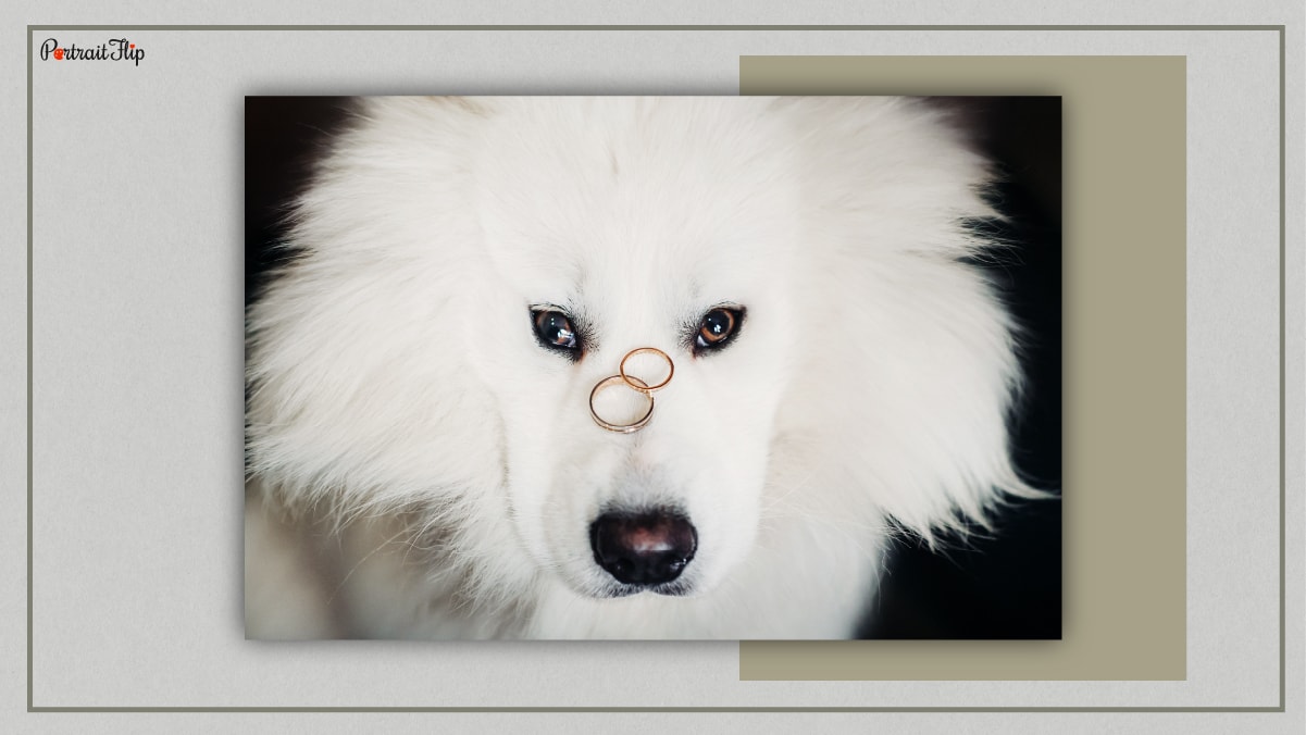 A white dog staring at the camera with two rings on his snout. 