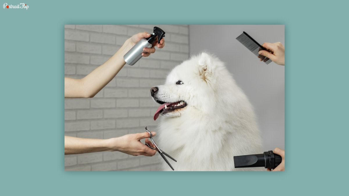 A white dog with it's tongue out two pair of hands having scissors and comb in front of it. 