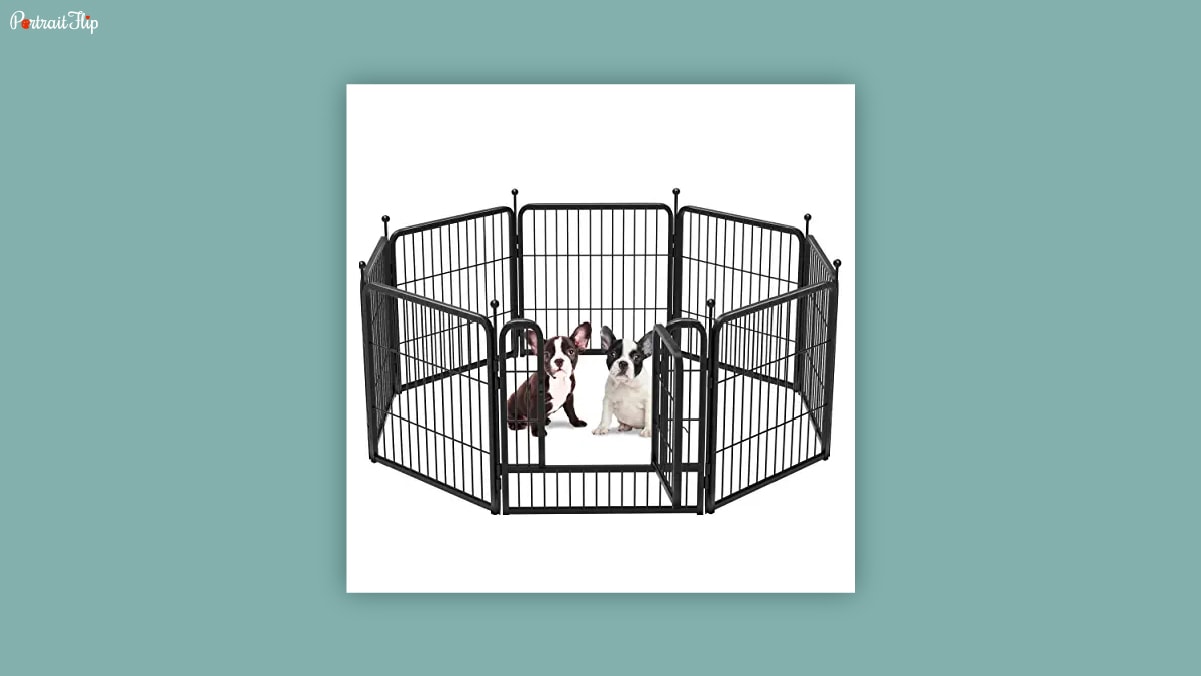 Two dogs sitting in the middle of a playpen in w a white background.  