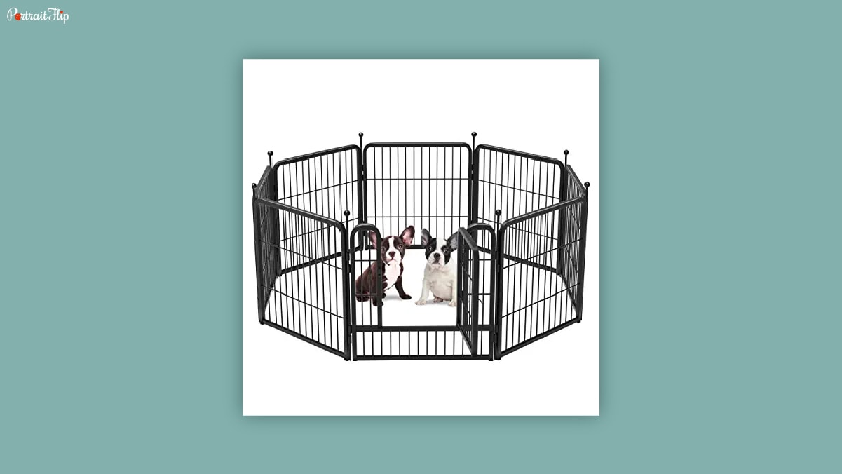 Two dogs sitting in the middle of a playpen in w a white background.