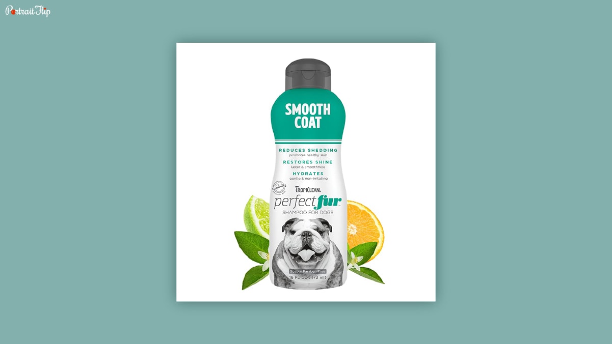 A bottle of smooth coat dog shampoo with a lime and orange peeking behind it with leaves kept in a white background kept as dog birthday gifts.