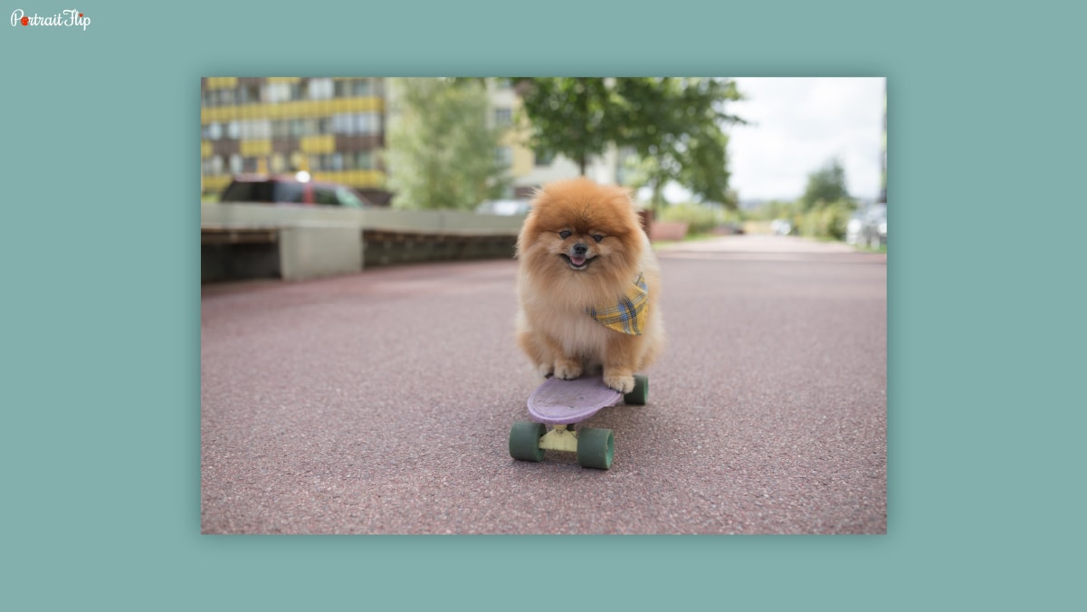 A golden colored Pomeranian sitting on a skate board on a road. 