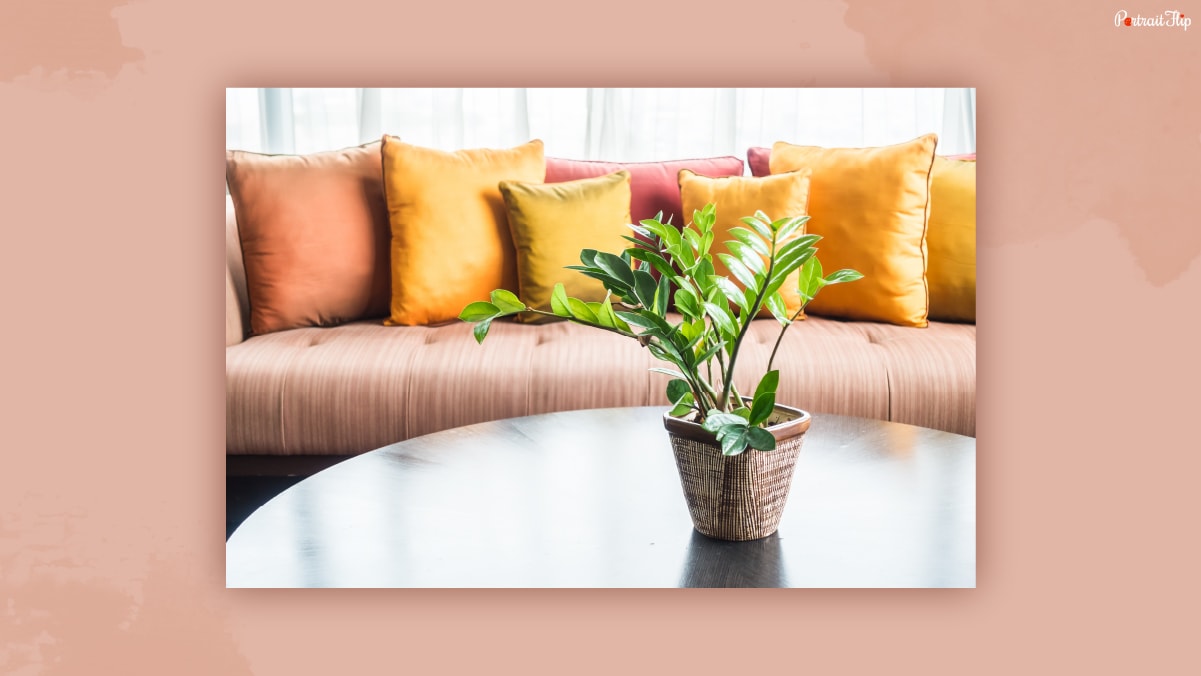 A plant placed on the center table in a living room area beside the couch.