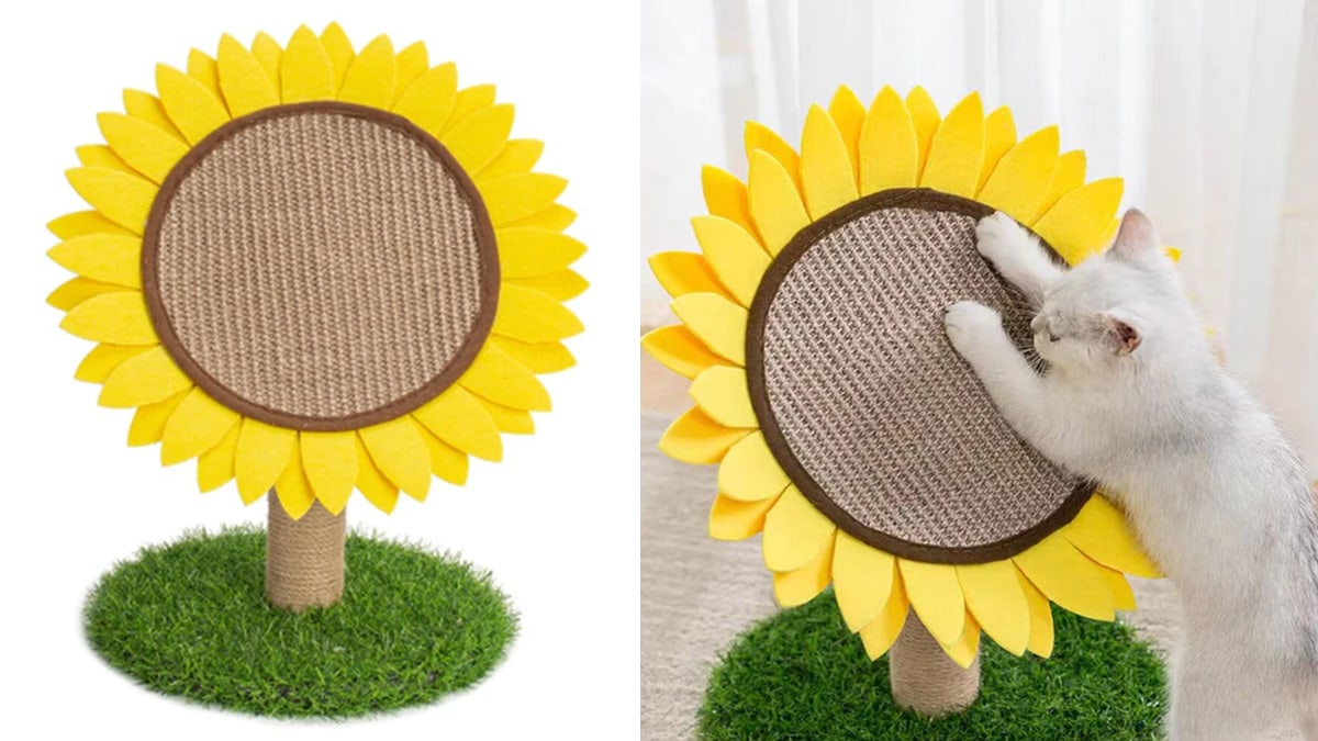A Sunflower Scratching Post 
