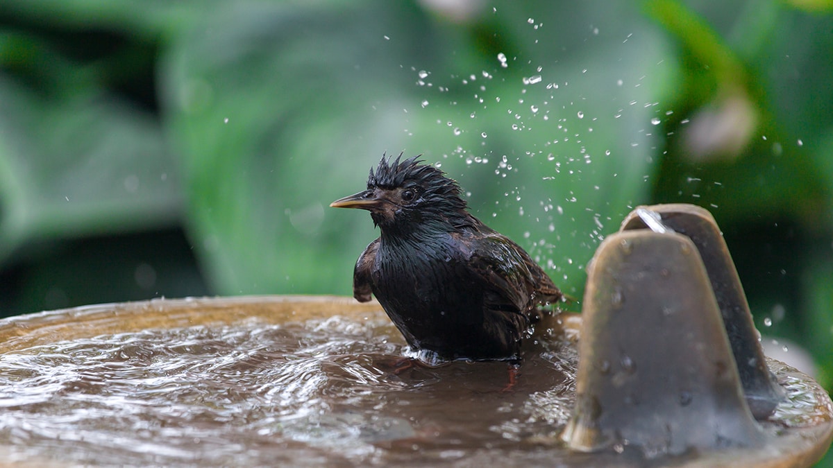 Bird Baths And Fountains