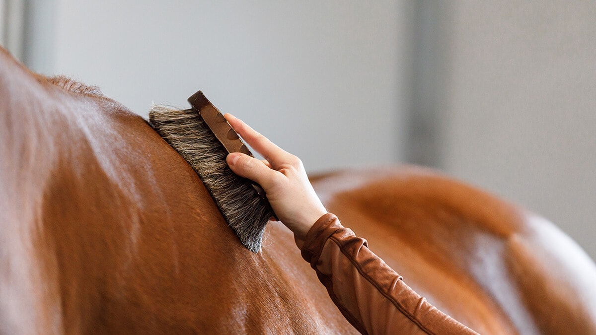 Engraved Horse Brush