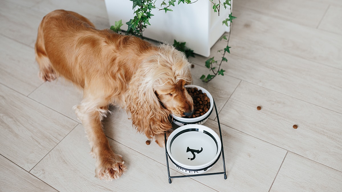 Pet Food Bowl