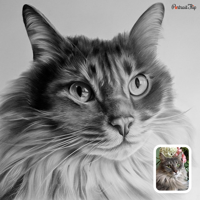 Close-up shot of a cat that is converted into charcoal pet portraits