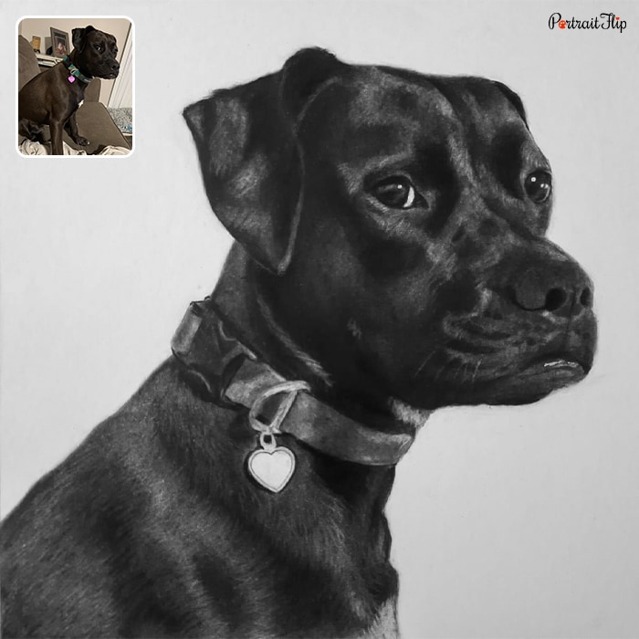 Picture of a dog sitting on a sofa is converted into charcoal pet portraits