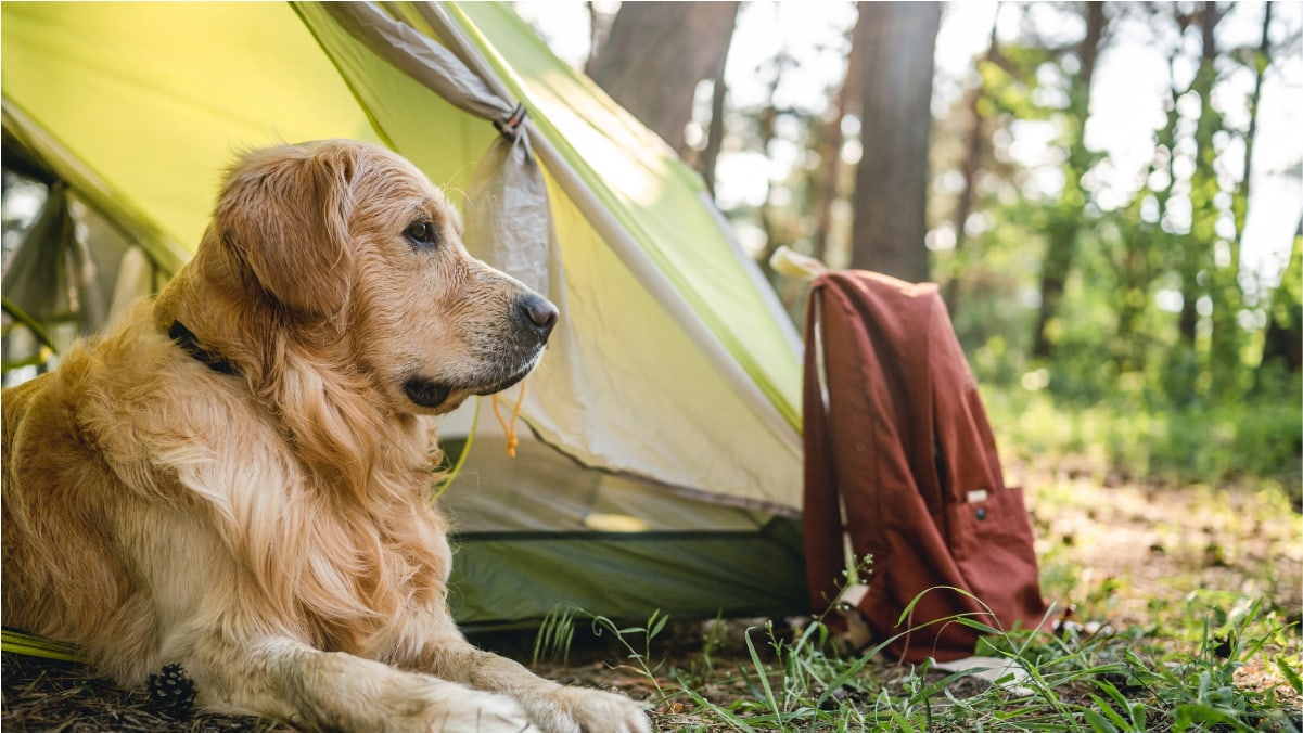 A pet tent in the forest where a dog is seen resting on the ground. 