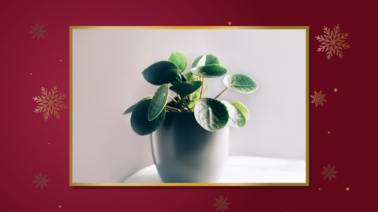 Money Plant, Christmas Gift For Her