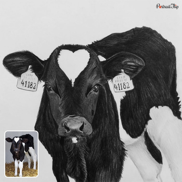 Black and white picture of a calf is converted into cow portraits
