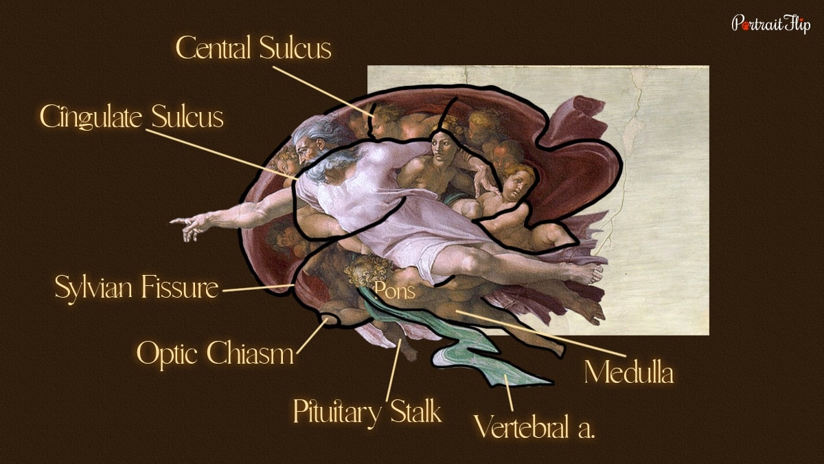 god in the shape of brain in creation of adam