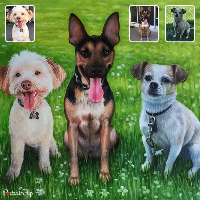 Compilation of dog portraits, where three dogs are placed next to each other in a field of grass