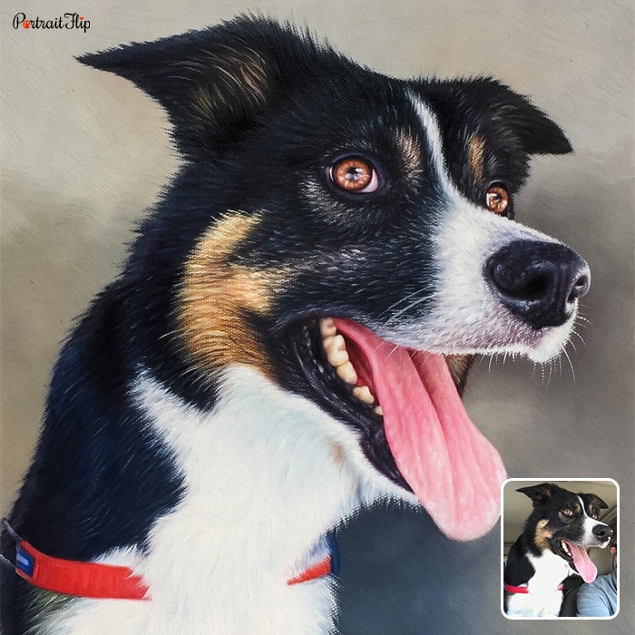 Dog portraits of a Border Collie dog with his tongue out
